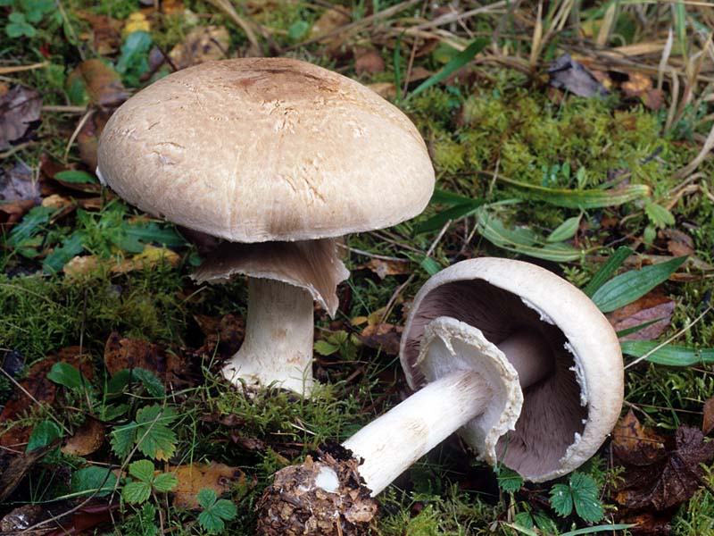 Agaricus hondensis